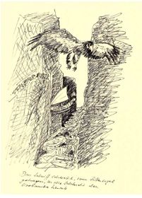 TJL_Rappelduerr_Condor.JPG
